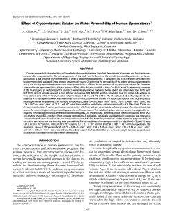 Effect of Cryoprotectant Solutes on Water Permeability of Human