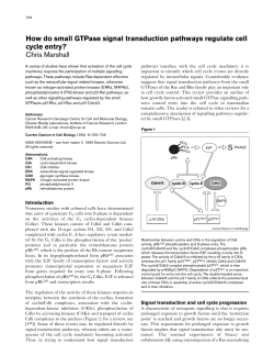 How do small GTPase signal transduction pathways regulate cell