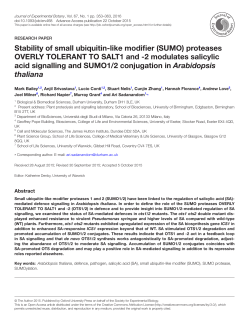 Stability of small ubiquitin-like modifier (SUMO