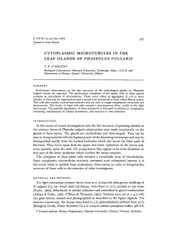 cytoplasmic microtubules in the leaf glands of phaseolus vulgaris