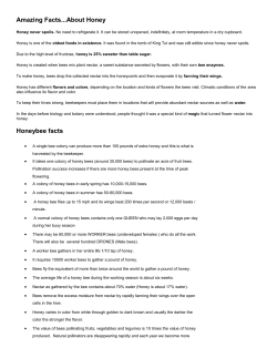 Honey and Honeybee Facts - The Olive and The Grape