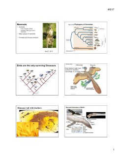 Mammals Birds are the only surviving Dinosaurs Dinosaur tail with