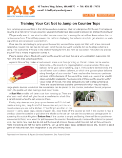 Training Your Cat Not to Jump on Counter Tops