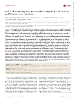 Cell Wall Remodeling Enzymes Modulate Fungal Cell Wall Elasticity