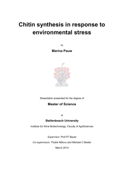 Chitin synthesis in response to environmental stress