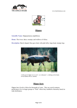 Hippos - The Africa House
