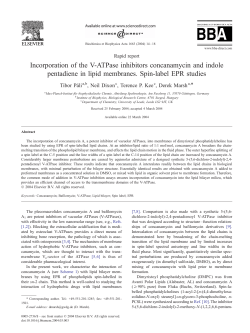 Incorporation of the V-ATPase inhibitors concanamycin