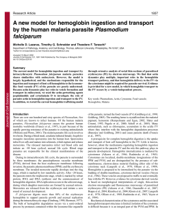 A new model for hemoglobin ingestion and transport by the human