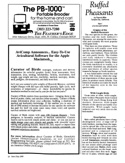 Ruffed Pheasants Ruffed Pheasants