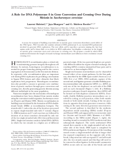 A Role for DNA Polymerase in Gene Conversion and Crossing Over