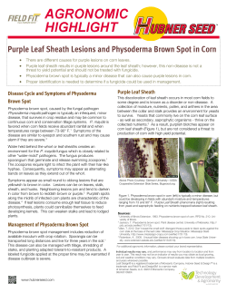 Purple Leaf Sheath Lesions and Physoderma Brown