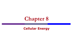 Chapter 8 Cellular Energy