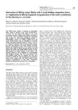 Interaction of Rho1p target Bni1p with F-actin-binding