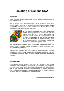 Isolation of Banana DNA