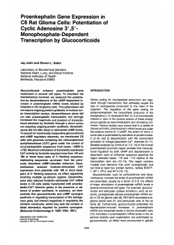 Proenkephalin Gene Expression in C6 Rat Glioma Cells