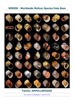 Family: AMPULLARIIDAE