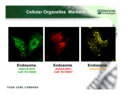 Cellular Organelles Markers