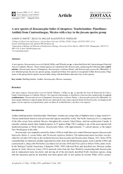 A new species of Stenomorpha Solier (Coleoptera