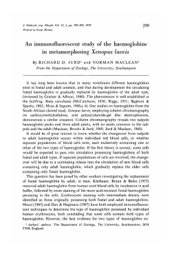 An immunofluorescent study of the haemoglobins in