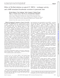 Effect of Slc26a6 deletion on apical Cl /HCO exchanger activity and