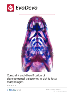 Constraint and diversification of developmental trajectories in cichlid