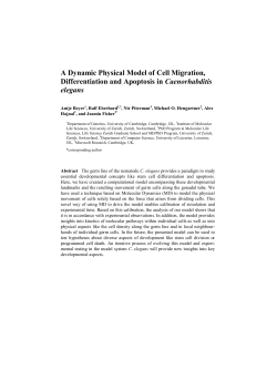 A Dynamic Physical Model of Cell Migration, Differentiation and