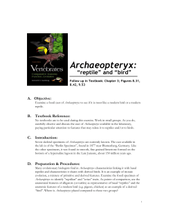 Archaeopteryx- &ldquo;reptile&rdquo; and &ldquo;bird&rdquo;