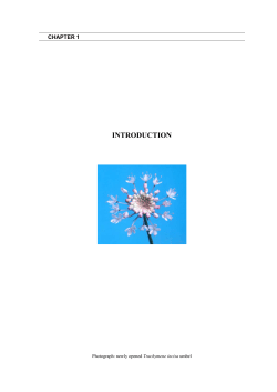pollination ecology of trachymene incisa