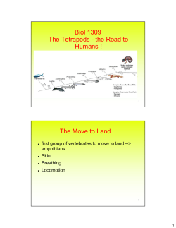 Biol 1309 The Tetrapods - the Road to Humans ! The Move to Land