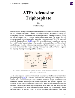 ATP: Adenosine Triphosphate