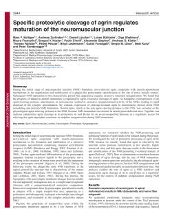 Specific proteolytic cleavage of agrin regulates maturation of the