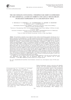 Neuroscience, 105, 1019, muraille