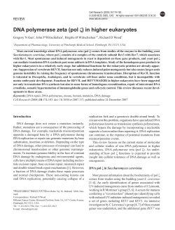DNA polymerase zeta (pol &zeta;) in higher eukaryotes