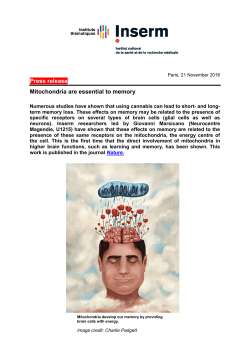 Press release Mitochondria are essential to memory