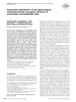 Asymmetric distribution of the apical plasma membrane during
