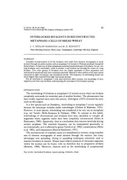 interlocked bivalents in reconstructed metaphase i cells of bread