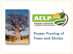 Remove rubbing, crossing, inwardly growing branches