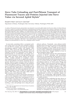 Sieve Tube Unloading and Post-Phloem Transport