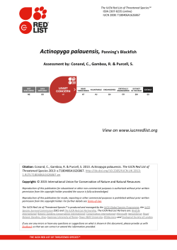Actinopyga palauensis, Panning`s Blackfish