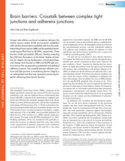 Brain barriers: Crosstalk between complex tight junctions and