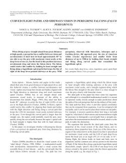 Curved flight paths in peregrine falcons