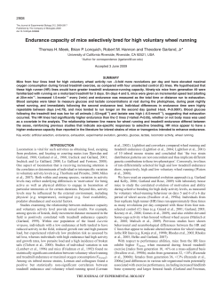 Endurance capacity of mice selectively bred for high voluntary wheel