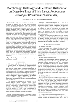 Morphology, Histology and Serotonin Distribution on Digestive Tract