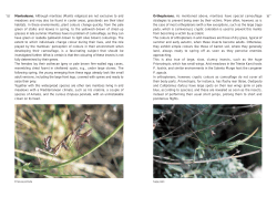 Orthopterans. As mentioned above, mantises have