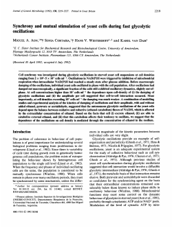 Synchrony and mutual stimulation of yeast cells during fast glycolytic