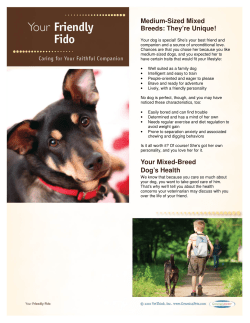 Medium-Sized Mixed Breeds: They`re Unique! Your
