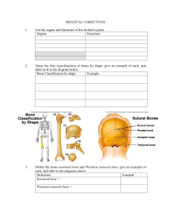 Skeletal I (Overview) Objectives