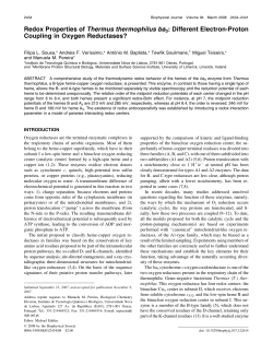 Redox Properties of Thermus thermophilus ba3: Different Electron