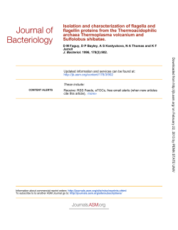 Sulfolobus shibatae. archaea Thermoplasma