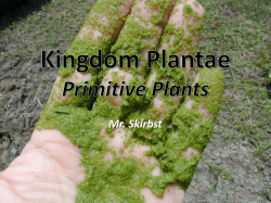 Primitive Plants